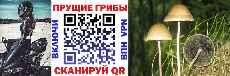 Псилоцибиновые грибы Magic Shrooms  даркнет как зайти  Пучеж  hydra ТОР 